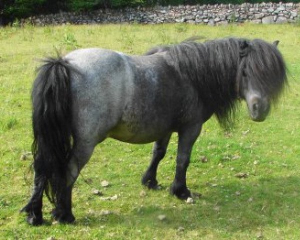 stallion Kerswell Rebel (Shetland pony (under 87 cm), 1993, from New Park Chieftain)