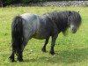 Deckhengst Kerswell Rebel (Shetland Pony (unter 87 cm), 1993, von New Park Chieftain)