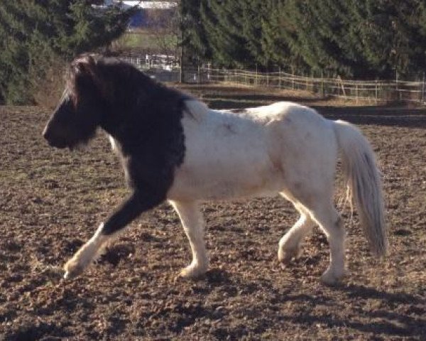 horse Laumuspil Sprengjuflugvel (Iceland Horse, 2009, from Demantur fra Saudarkroki)