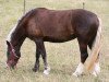 horse Hibiska (Black Forest Horse, 2008, from LVV Modem)