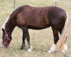 horse Hibiska (Black Forest Horse, 2008, from LVV Modem)