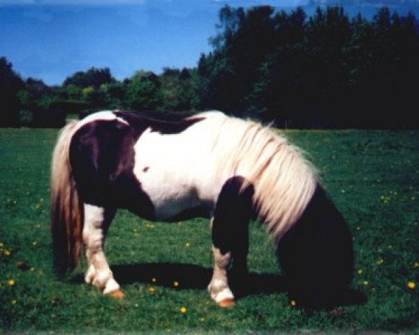 stallion Top Rock Black Leg (Shetland pony (under 87 cm),  , from Bogs Glen)