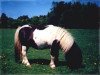 stallion Top Rock Black Leg (Shetland pony (under 87 cm),  , from Bogs Glen)