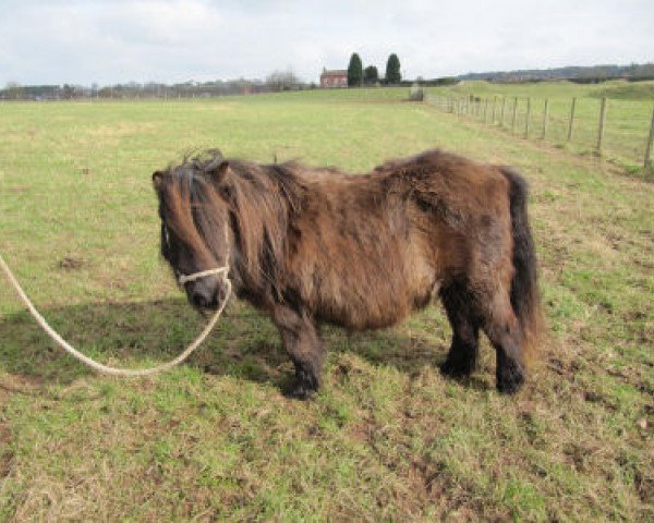 broodmare Lythwood Jane (Shetland pony (under 87 cm),  , from Stranduff Starling)