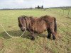 broodmare Lythwood Jane (Shetland pony (under 87 cm),  , from Stranduff Starling)