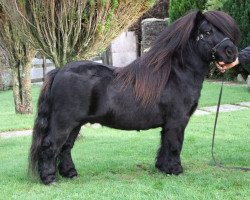 stallion Top Rock Johntie (Shetland pony (under 87 cm),  , from Top Rock Black Leg)