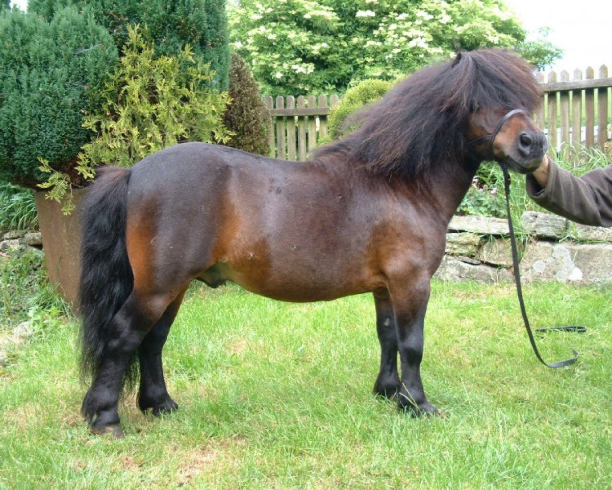 stallion Kerswell Kinsman (Shetland pony (under 87 cm),  , from Ron of North Wells)