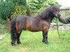 stallion Kerswell Kinsman (Shetland pony (under 87 cm),  , from Ron of North Wells)