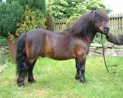 Deckhengst Kerswell Kinsman (Shetland Pony (unter 87 cm),  , von Ron of North Wells)