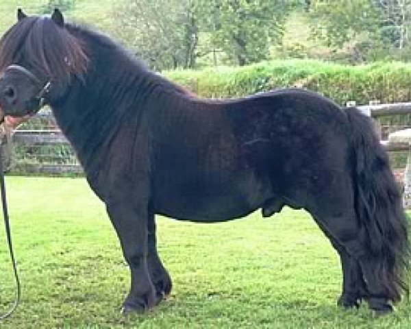 stallion Blackertor Solar Black (Shetland pony (under 87 cm), 2003, from Kerswell Kinsman)