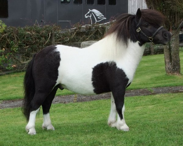 Pferd Plowboy Halstock (Shetland Pony (unter 87 cm), 2010, von Blackertor Solar Black)