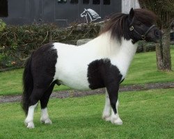 horse Plowboy Halstock (Shetland pony (under 87 cm), 2010, from Blackertor Solar Black)