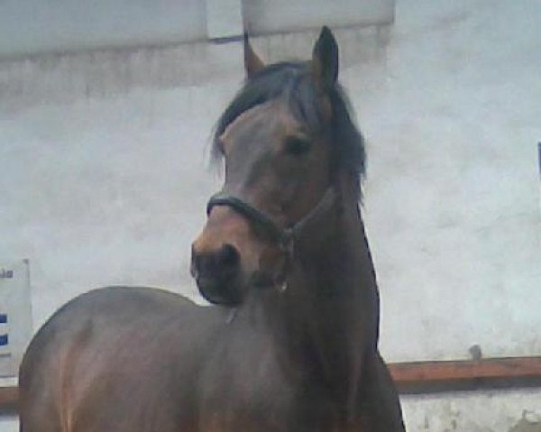 stallion Moravia (Westphalian, 1991, from Monsieur AA)
