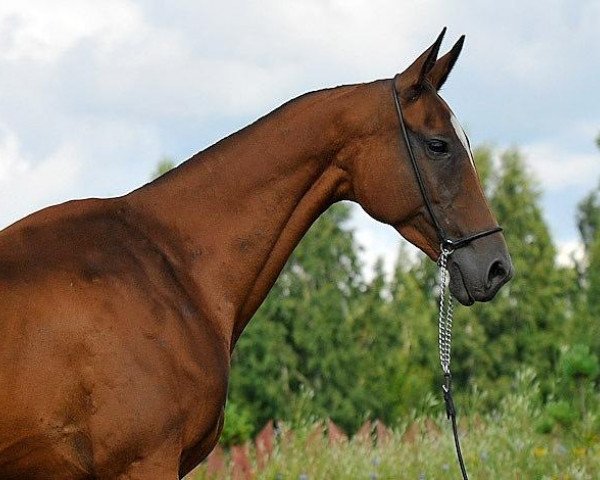 broodmare Garlygach (Akhal-Teke, 2001, from Farukh 19)