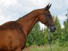 broodmare Garlygach (Akhal-Teke, 2001, from Farukh 19)