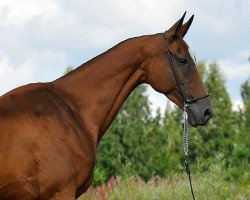 broodmare Garlygach (Akhal-Teke, 2001, from Farukh 19)