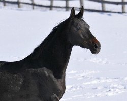 broodmare Bigoim (Akhal-Teke, 2007, from Bitaraplyk)