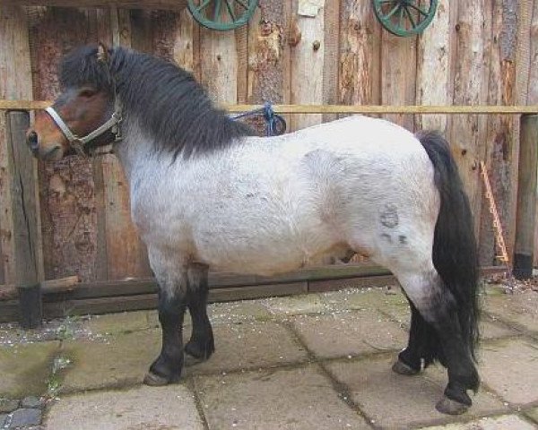 Deckhengst Kronprinz (Shetland Pony, 2003, von Kalif)