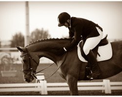 dressage horse Domenika 42 (Hanoverian, 2004, from Der Lord)