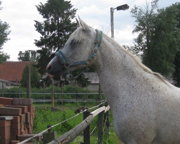 broodmare Raschida ox (Arabian thoroughbred, 1994, from Zamarec ox)