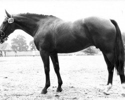 broodmare Harmonie (Hessian Warmblood, 1974, from Harfner)