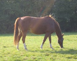 broodmare Fribiza (Hessian Warmblood, 1998, from Frisbee)