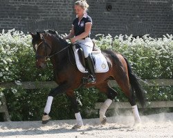 dressage horse Never say Never 9 (Holsteiner, 2006, from Nekton)