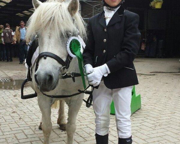 dressage horse Herkules 166 (Shetland Pony, 1993)