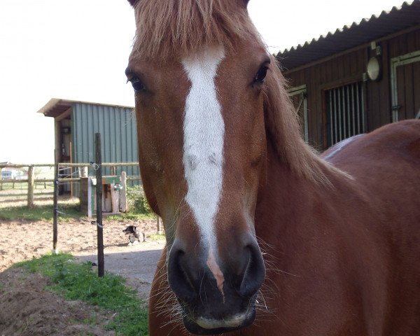 broodmare Oeversee (Schleswig Heavy Draft, 1997, from Zorn)