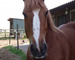 broodmare Oeversee (Schleswig Heavy Draft, 1997, from Zorn)