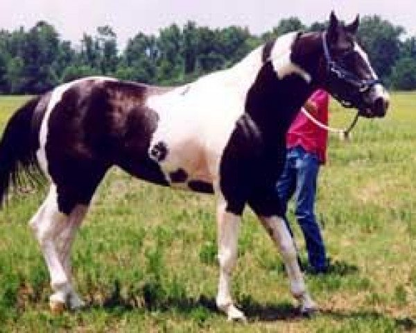 Deckhengst The Ultimate Dude (Paint Horse,  )