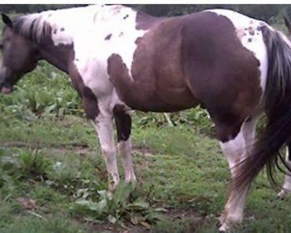 Deckhengst Magic Cash (Paint Horse, 1996, von Midnite Cash)