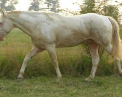 Deckhengst MKS Magic Johnson (Paint Horse, 2003, von Magic Cash)