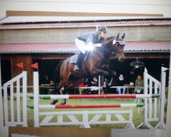 Springpferd Tannenzauber (Trakehner, 2007, von Freudenfest)