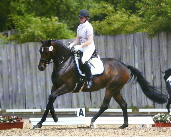 broodmare Iljana 8 (Trakehner, 2009, from Monteverdi)