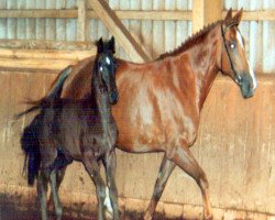 broodmare Layana II (Trakehner, 1977, from Margo)