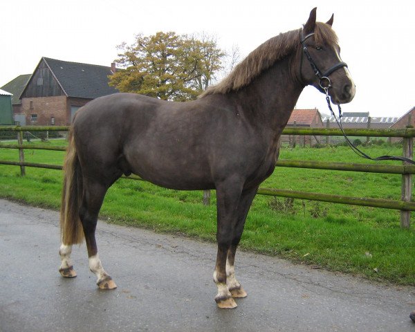 dressage horse Moonlight Colour (German Riding Pony, 2012, from Petit Magic Colour)