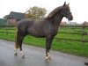 dressage horse Moonlight Colour (German Riding Pony, 2012, from Petit Magic Colour)