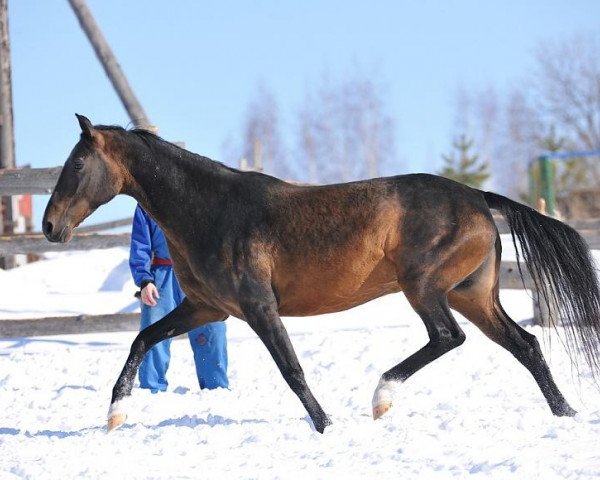 stallion Akylly (Akhal-Teke, 1992, from Garem 11)