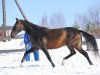 stallion Akylly (Akhal-Teke, 1992, from Garem 11)