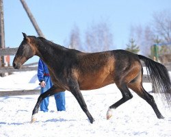 stallion Akylly (Akhal-Teke, 1992, from Garem 11)