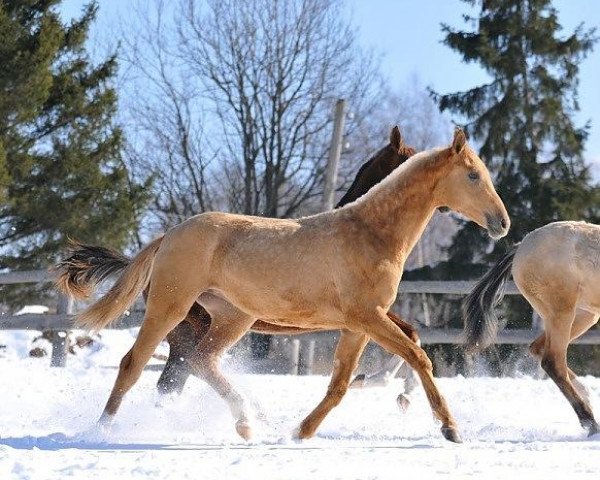 horse Aidschamal-Shah (Akhal-Teke, 2011, from Gaisan)