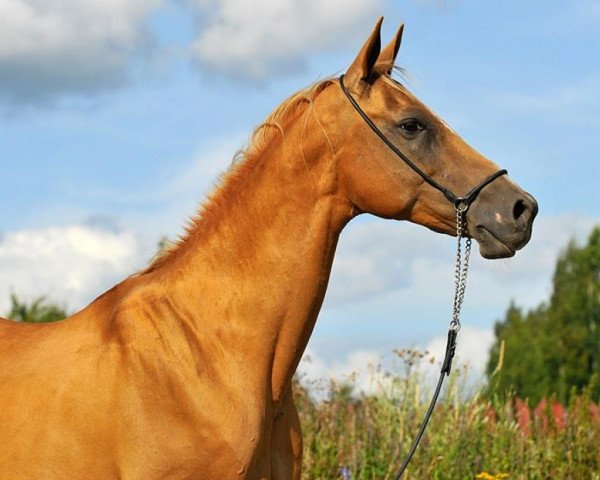 Zuchtstute Aigul (Achal Tekkiner, 1998, von Melechan)