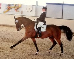 dressage horse Indigo - D (Württemberger, 2002, from Interpol)