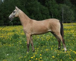 horse Azali-Shah (Akhal-Teke, 2011, from Galaly)