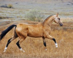 stallion Gudrat-Shah (Akhal-Teke, 2010, from Galaly)