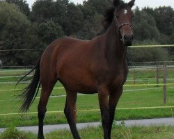 broodmare Dakira (Zweibrücken, 2007, from Darkon AA AA)