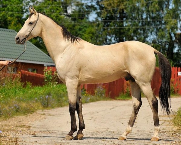 stallion Galaly (Akhal-Teke, 2000, from Sunkar 21)