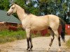 stallion Galaly (Akhal-Teke, 2000, from Sunkar 21)