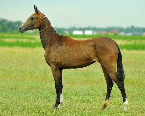 horse Auen (Akhal-Teke, 2012, from Pirakhmed)